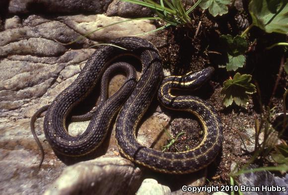 Oregon Gartersnake (Thamnophis atratus hydrophilus)