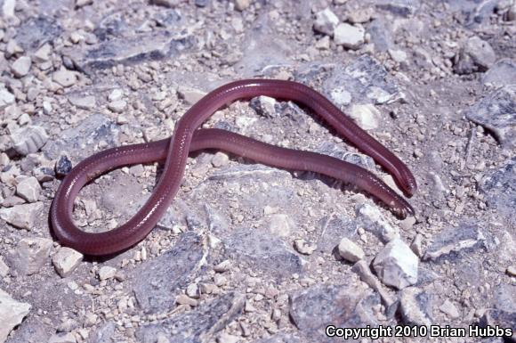 Texas Threadsnake (Leptotyphlops dulcis dulcis)