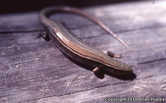 Southern Prairie Skink (Plestiodon septentrionalis obtusirostris)