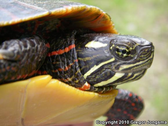 Eastern Painted Turtle (Chrysemys picta picta)