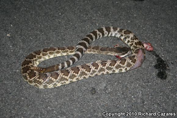 Southern Pacific Rattlesnake (Crotalus oreganus helleri)