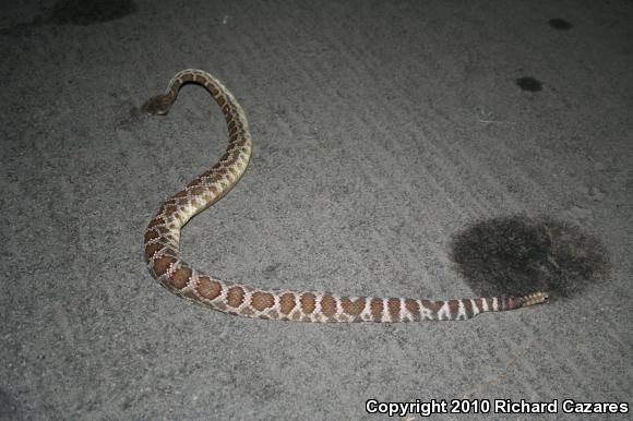 Southern Pacific Rattlesnake (Crotalus oreganus helleri)