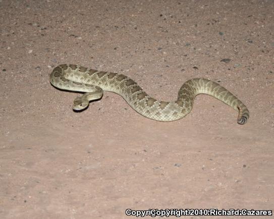 Mohave Rattlesnake (Crotalus scutulatus)