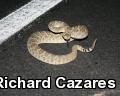 Mohave Rattlesnake (Crotalus scutulatus)