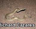 Mohave Rattlesnake (Crotalus scutulatus)