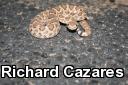 Mohave Rattlesnake (Crotalus scutulatus)