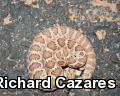 Mohave Rattlesnake (Crotalus scutulatus)