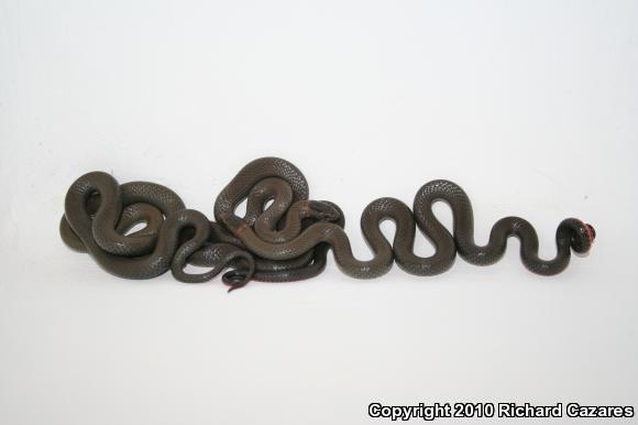 San Diego Ring-necked Snake (Diadophis punctatus similis)