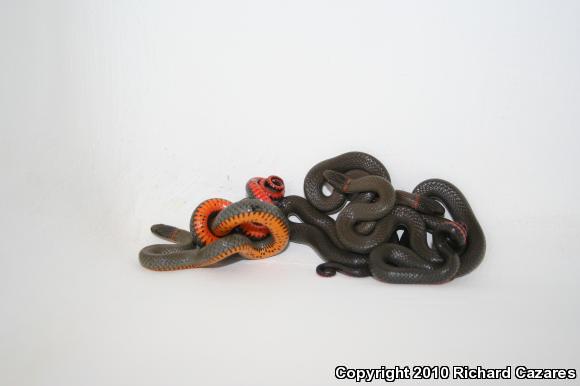 San Diego Ring-necked Snake (Diadophis punctatus similis)