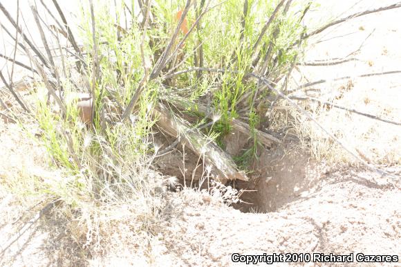 Mohave Rattlesnake (Crotalus scutulatus)