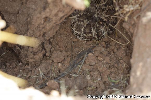 Mohave Rattlesnake (Crotalus scutulatus)