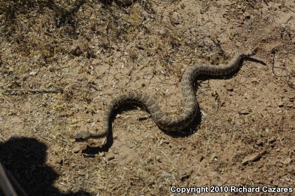 Mohave Rattlesnake (Crotalus scutulatus)