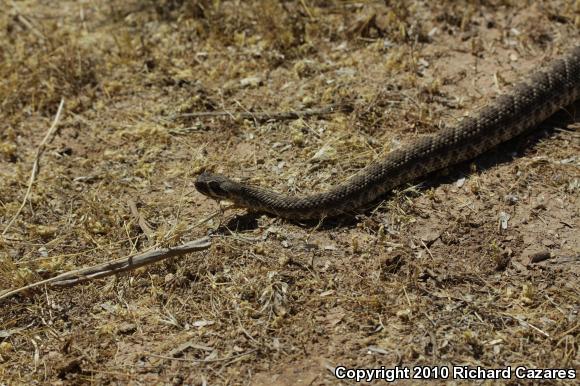 Mohave Rattlesnake (Crotalus scutulatus)