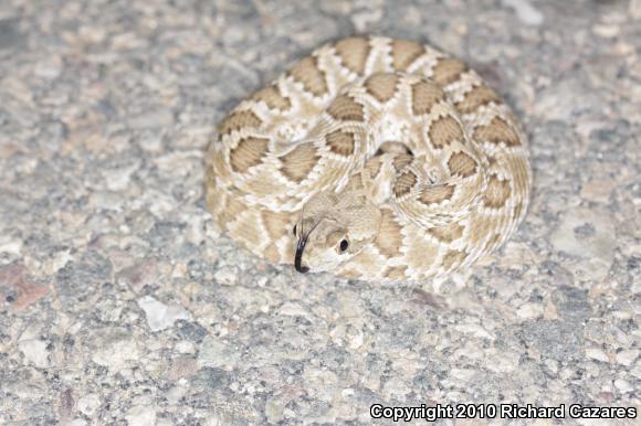 Mohave Rattlesnake (Crotalus scutulatus)