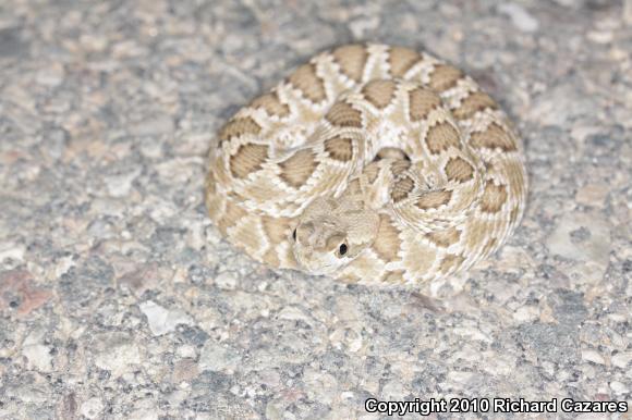 Mohave Rattlesnake (Crotalus scutulatus)