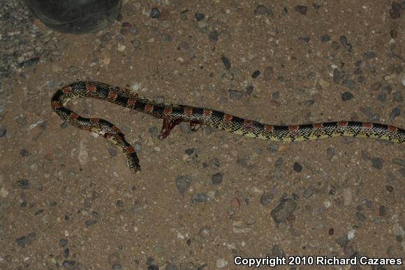 Western Long-nosed Snake (Rhinocheilus lecontei)