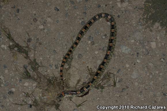 Western Long-nosed Snake (Rhinocheilus lecontei)