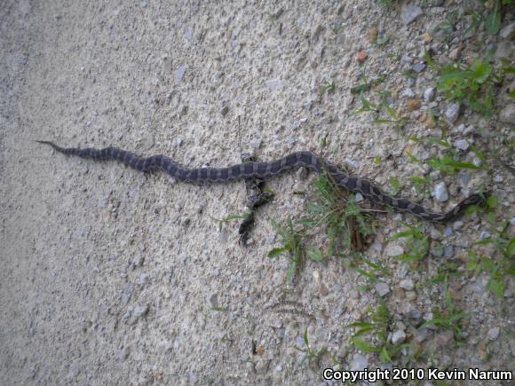 Great Plains Ratsnake (Pantherophis emoryi)