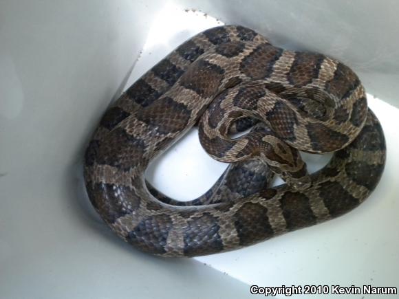 Great Plains Ratsnake (Pantherophis emoryi)