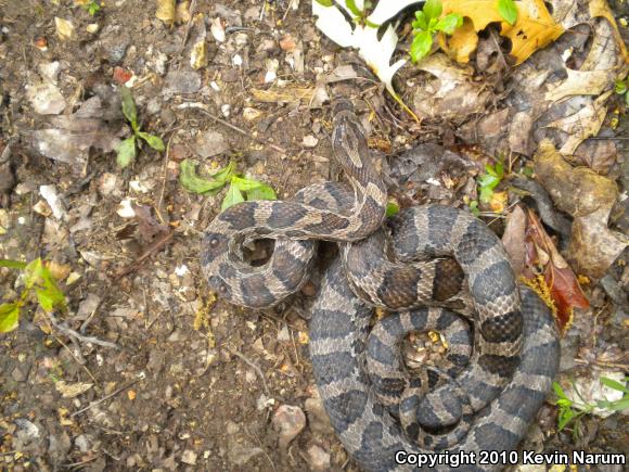 Great Plains Ratsnake (Pantherophis emoryi)