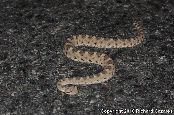 Sonoran Sidewinder (Crotalus cerastes cercobombus)