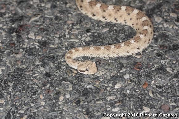 Sonoran Sidewinder (Crotalus cerastes cercobombus)