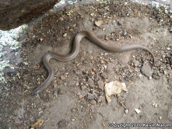 Rough Earthsnake (Virginia striatula)