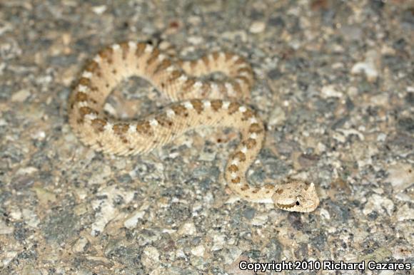 Sonoran Sidewinder (Crotalus cerastes cercobombus)