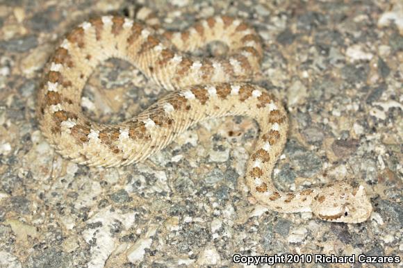 Sonoran Sidewinder (Crotalus cerastes cercobombus)