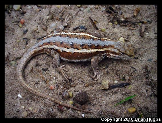 Prairie Lizard (Sceloporus consobrinus)