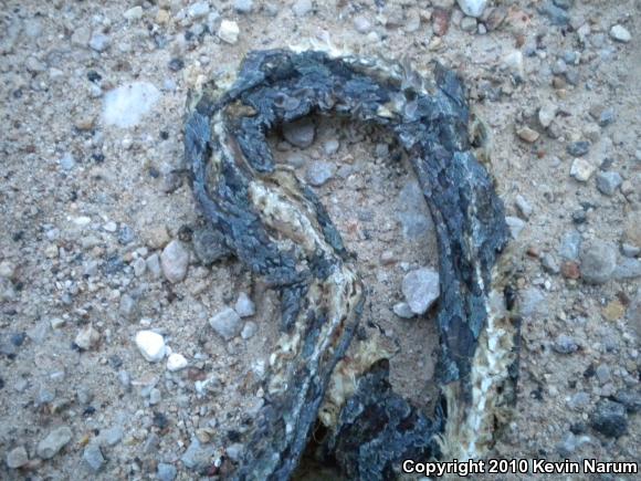 Prairie Kingsnake (Lampropeltis calligaster calligaster)