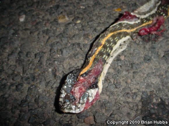 Western Black-necked Gartersnake (Thamnophis cyrtopsis cyrtopsis)