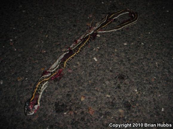 Western Black-necked Gartersnake (Thamnophis cyrtopsis cyrtopsis)