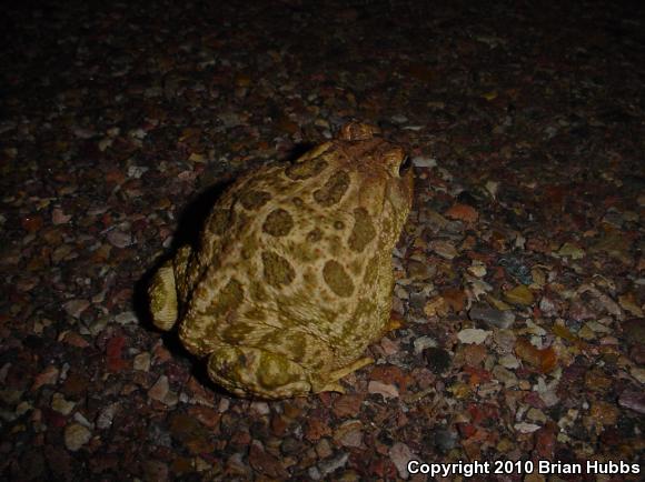 Great Plains Toad (Anaxyrus cognatus)