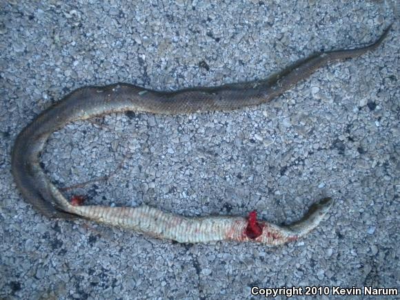 Prairie Kingsnake (Lampropeltis calligaster calligaster)