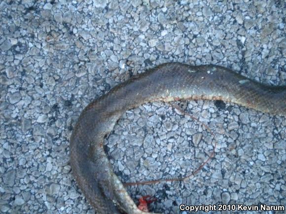 Prairie Kingsnake (Lampropeltis calligaster calligaster)