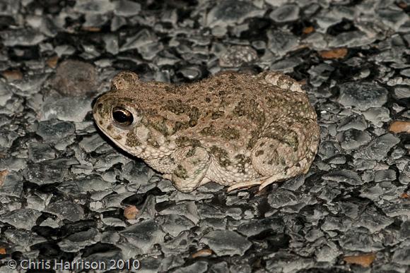 Texas Toad (Anaxyrus speciosus)