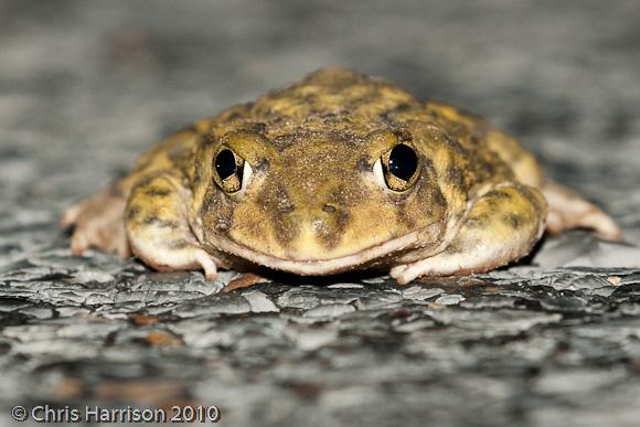 Couch's Spadefoot (Scaphiopus couchii)