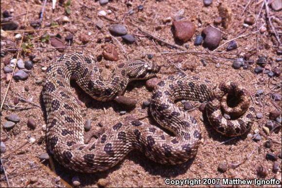 Plains Hognose Snake (Heterodon nasicus nasicus)