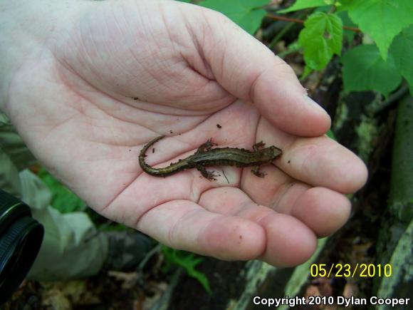 Allegheny Mountain Dusky Salamander (Desmognathus ochrophaeus)