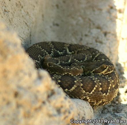 Mohave Rattlesnake (Crotalus scutulatus scutulatus)