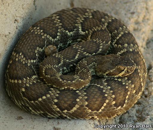 Mohave Rattlesnake (Crotalus scutulatus scutulatus)