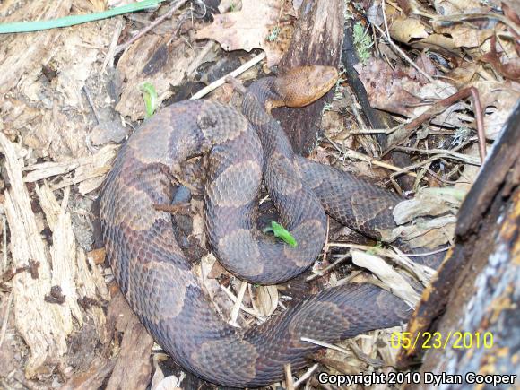 Northern  Copperhead (Agkistrodon contortrix mokasen)