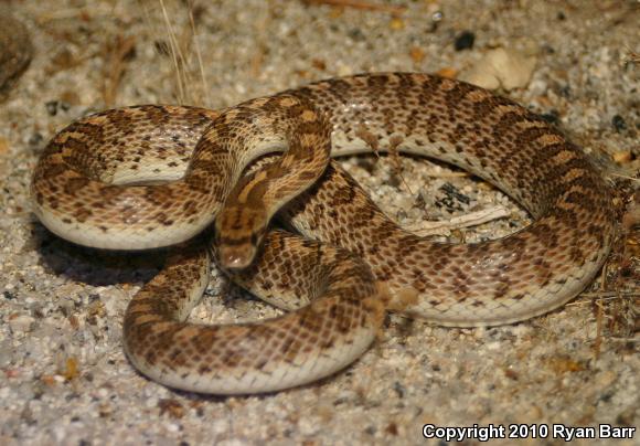 Desert Glossy Snake (Arizona elegans eburnata)