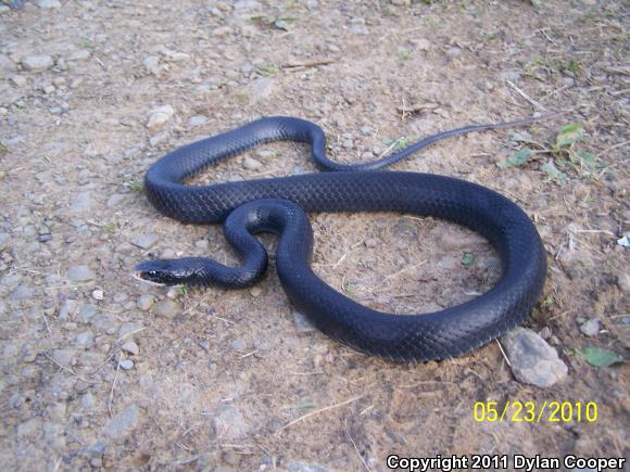 Northern  Black Racer (Coluber constrictor constrictor)