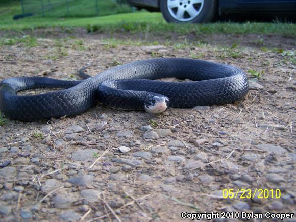 Northern  Black Racer (Coluber constrictor constrictor)