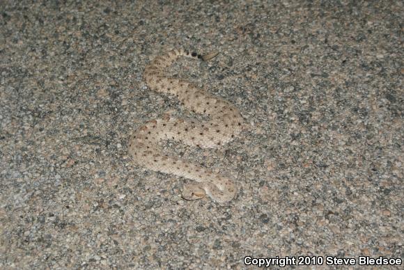 Colorado Desert Sidewinder (Crotalus cerastes laterorepens)