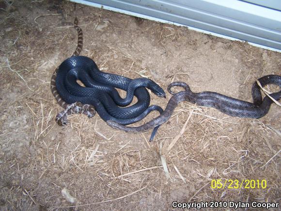 Eastern Milksnake (Lampropeltis triangulum triangulum)