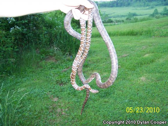 Eastern Milksnake (Lampropeltis triangulum triangulum)