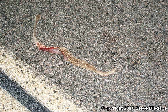 Red Diamond Rattlesnake (Crotalus ruber)